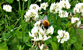 A bee collecting pollen from the clover flowers on our grass in the back garden.