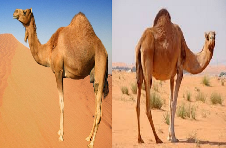 Nisab Zakat Binatang Ternak Unta Wisata Qolbu