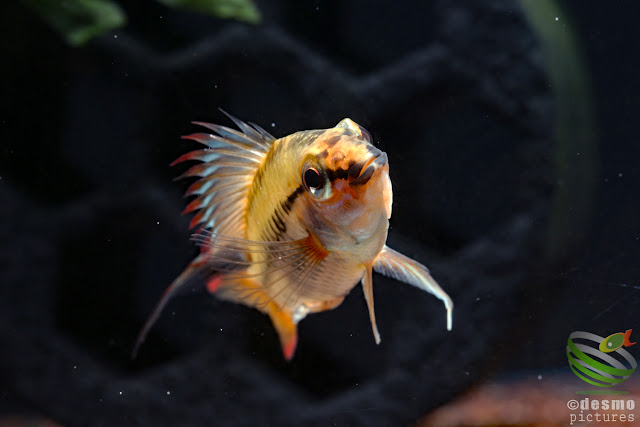 F1 Apistogramma viejita / Rio Guarrojo, Colombia