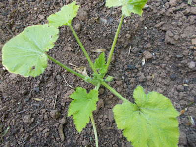 Courgette plant 80 Minute Allotment Green Fingered Blog