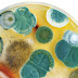 Fungi that live in the gut influence health and
disease Fungi that live in the gut influence health and
disease