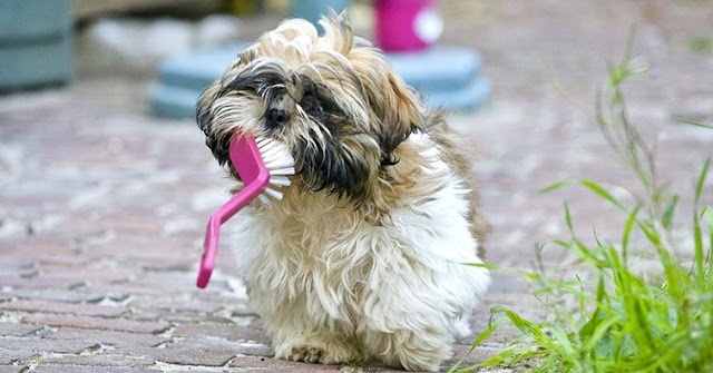 Como os Shih Tzu escolhem seus brinquedos Preferidos?