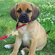 Beagle Breed Dog puppy