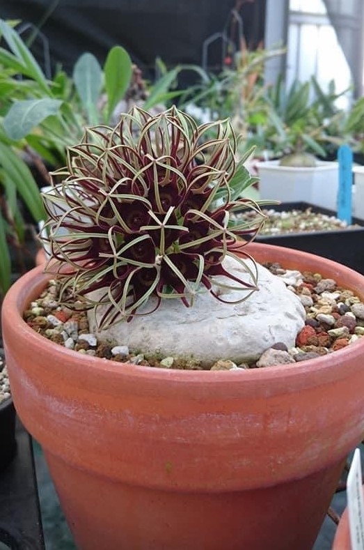 種子 10粒 竜卵窟 ブラキステルマ バーベラエ 塊根植物