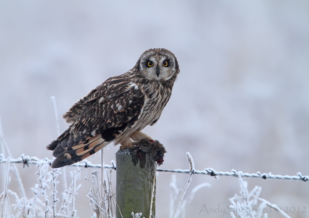 Andy Shepherd Wildlife Photography Shorteared Owl with prey