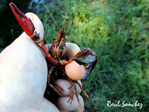 Cangrejo de Rio