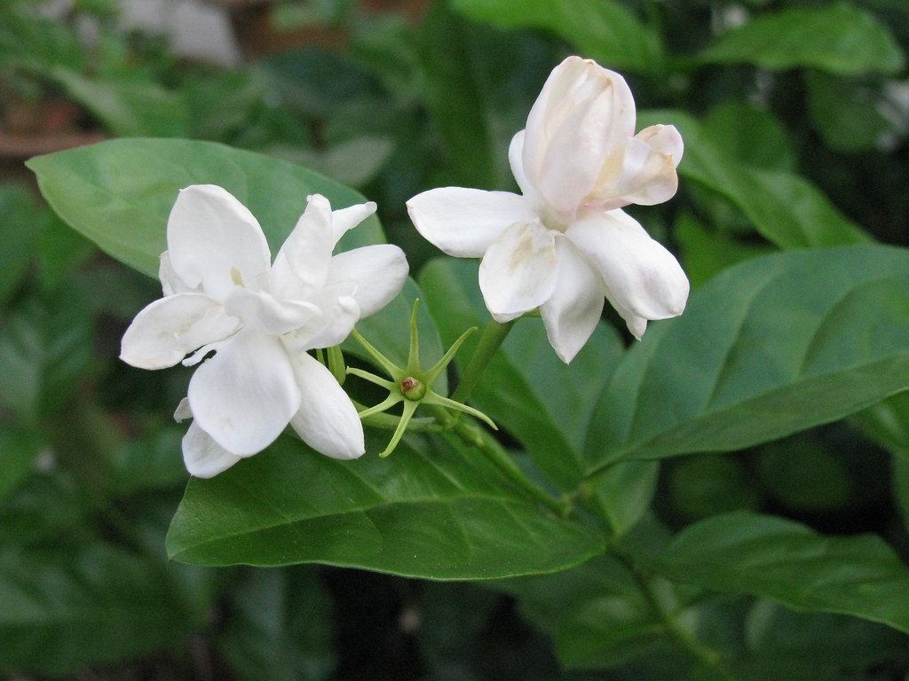 Sambac Jasmine – Sammy's Plant World