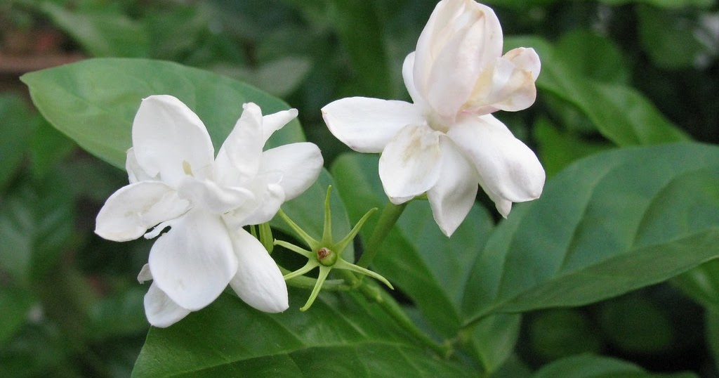 Jasminum sambac Arabian jasmine plant care and culture Travaldo's blog