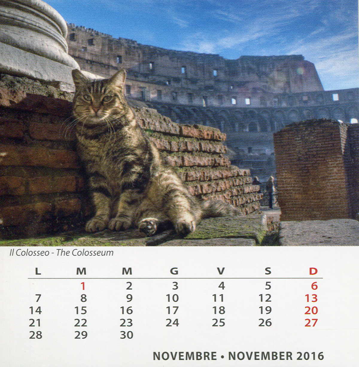 De qua e de la I GATTI DI ROMA NOVEMBRE 2016