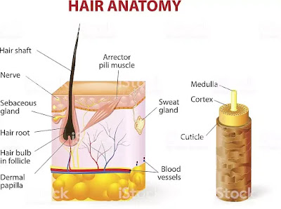 Hair Growth Cycle Hair Growth Cycle