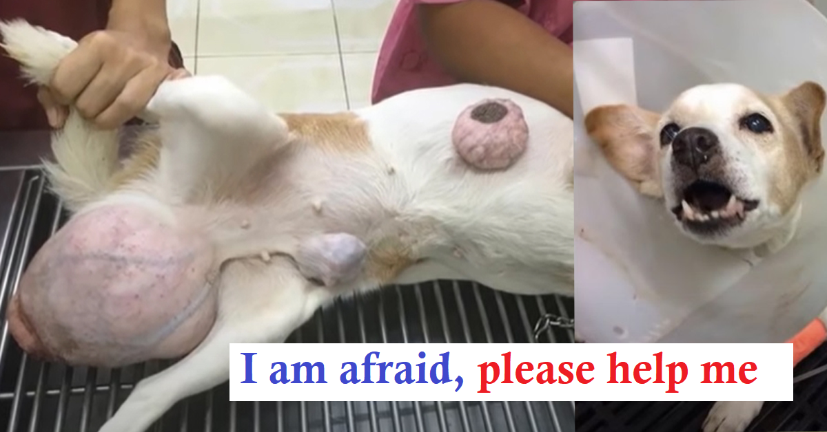 Dog Suffers From Stomach Tumor and Her Womb Used to be Sticking out Animal lover