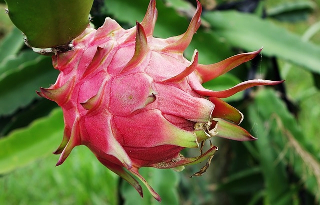 Cantinho verde - horta e jardim: Cultivo da pitaya (fruta do dragão)
