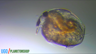 Daphnia Bosmina Kutu Air Unik Zooplankton