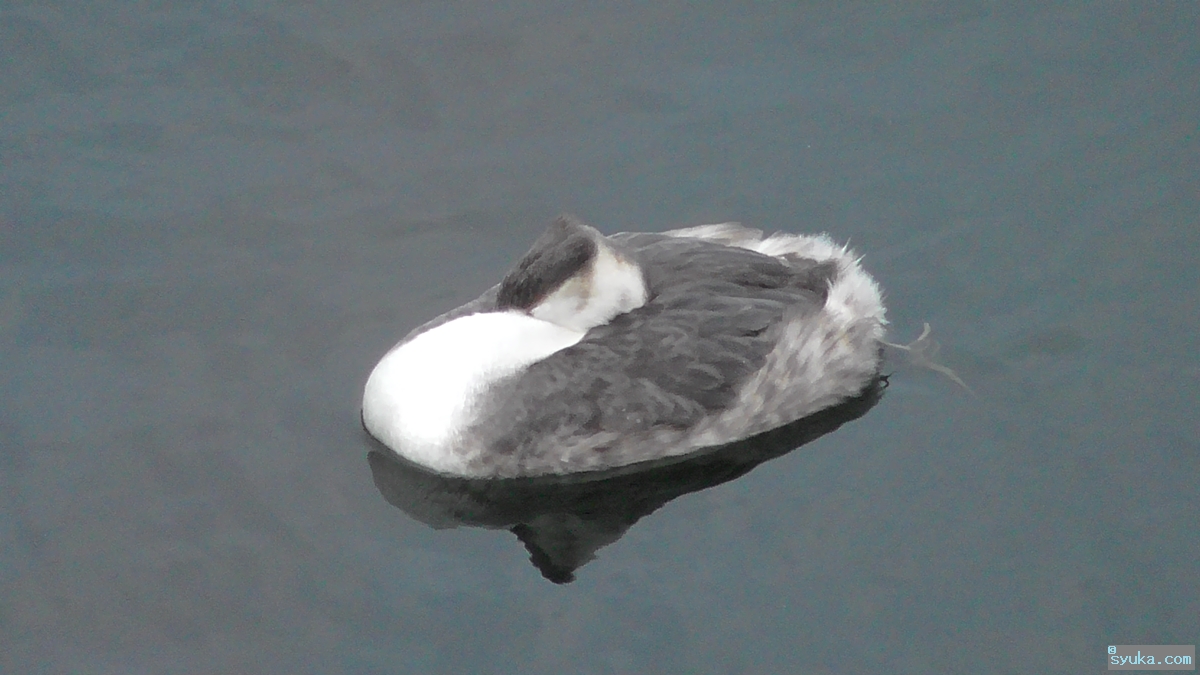カンムリカイツブリ カンムリカイツブリ