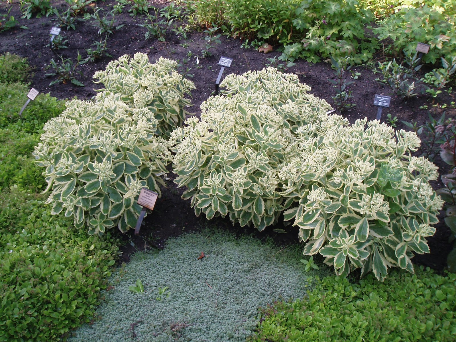 Sedum autumn charm plant
