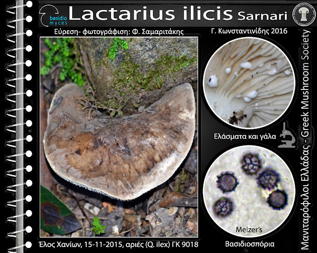 Lactarius ilicis Sarnari