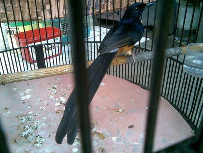 Daftar Harga Burung Murai Batu Medan Terbaru 2020 Abang Kicau Mania