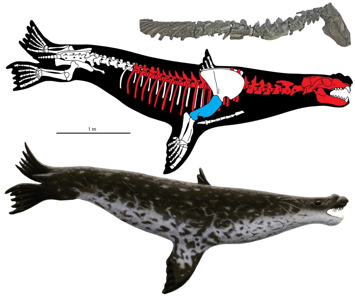 Ластоногие и китообразные. Прямые предки китообразных и ластоногих. Основные признаки отряда китообразные. Прямые предки китообразных и ластоногих. Ластоногие китообразные млекопитающие.
