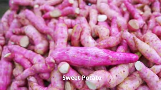 sweet patato image