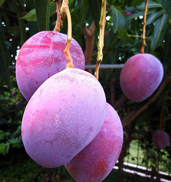 Mangoes Yellow Colour Could Cost Rs.100 This