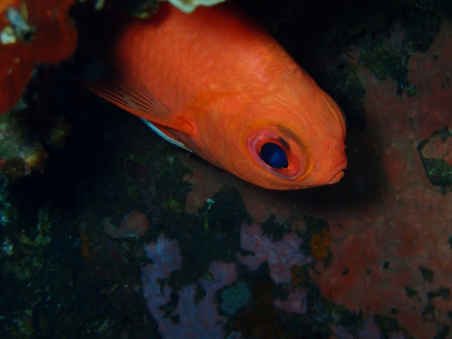 Myripristis vitatta Myripristis vitatta