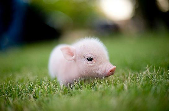 Quelle Est L'animal Le Plus Mignon Du Monde Les animaux les plus mignon du monde | Faut l 'savouère
