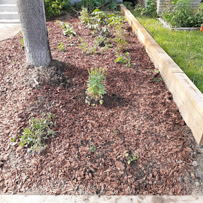 Toronto Fairbank No Lawn Front Garden Installation After by Paul Jung Gardening Services--a Toronto Organic Gardening Company