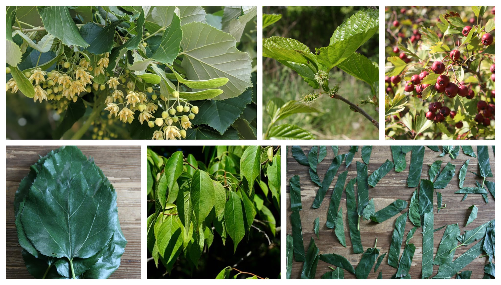 Balkan Ecology Project Trees with Edible Leaves for Forest Gardens