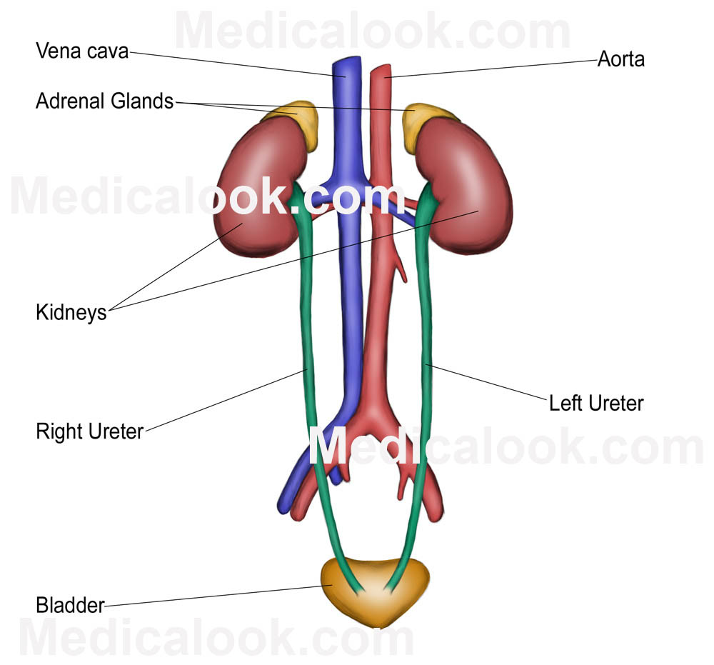 Hadijah Menulis: URETER