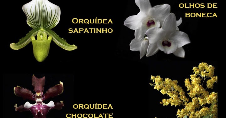 Orquídeas no Apê: Espécies de Orquídeas: Nomes Populares e Científicos