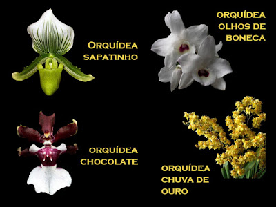 Orquídeas no Apê: Espécies de Orquídeas: Nomes Populares e Científicos