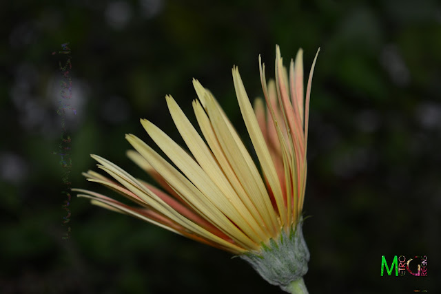 Metro Greens: Orange Gerbera Metro Greens: Orange Gerbera