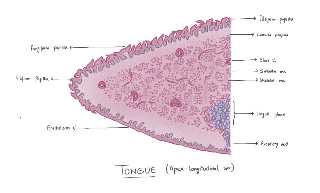 Tongue (Apex longitudinal Section)