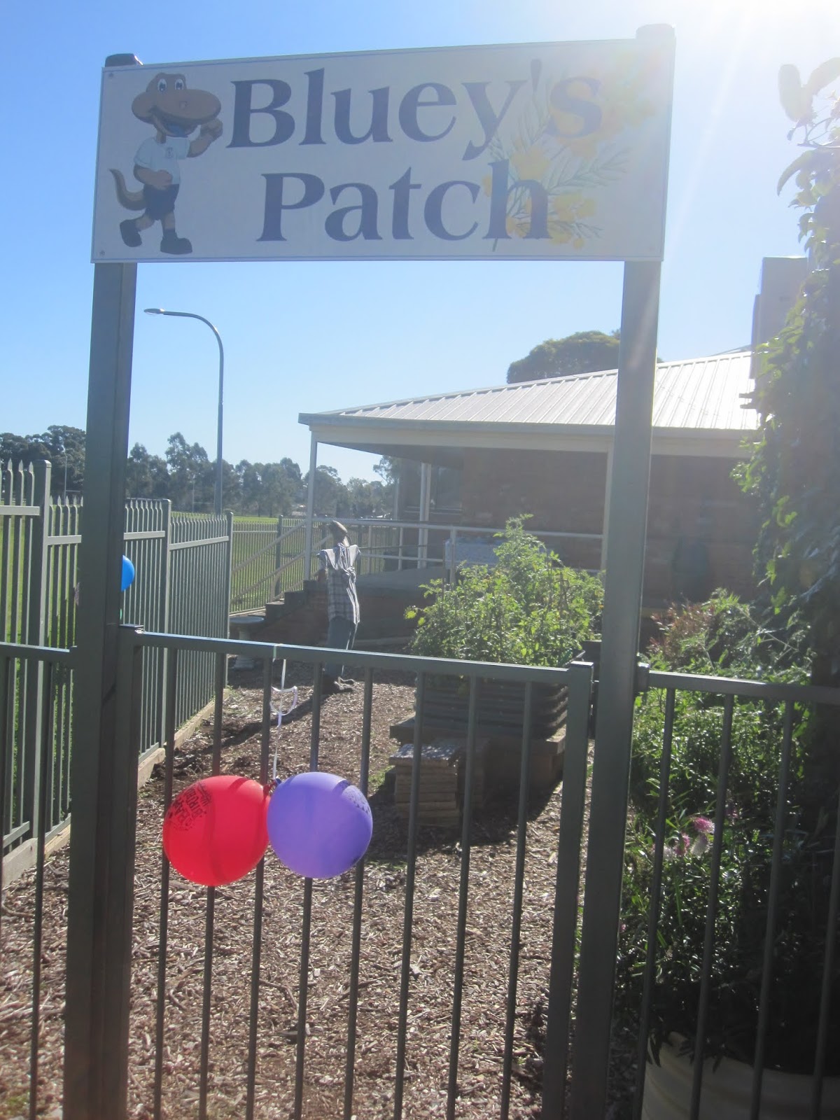 Kitchen Gardens in Schools