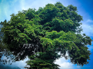 Natural Big And Old Tree In The Garden Of Ulun Danu Bratan, Bedugul, Tabanan, Bali, Indonesia