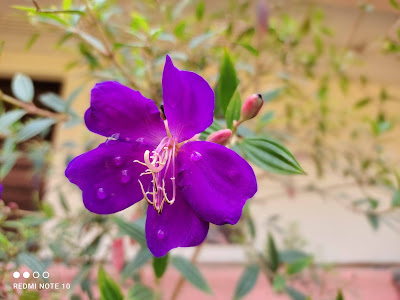 Redmi Note 10 Camera samples%2B%252838%2529