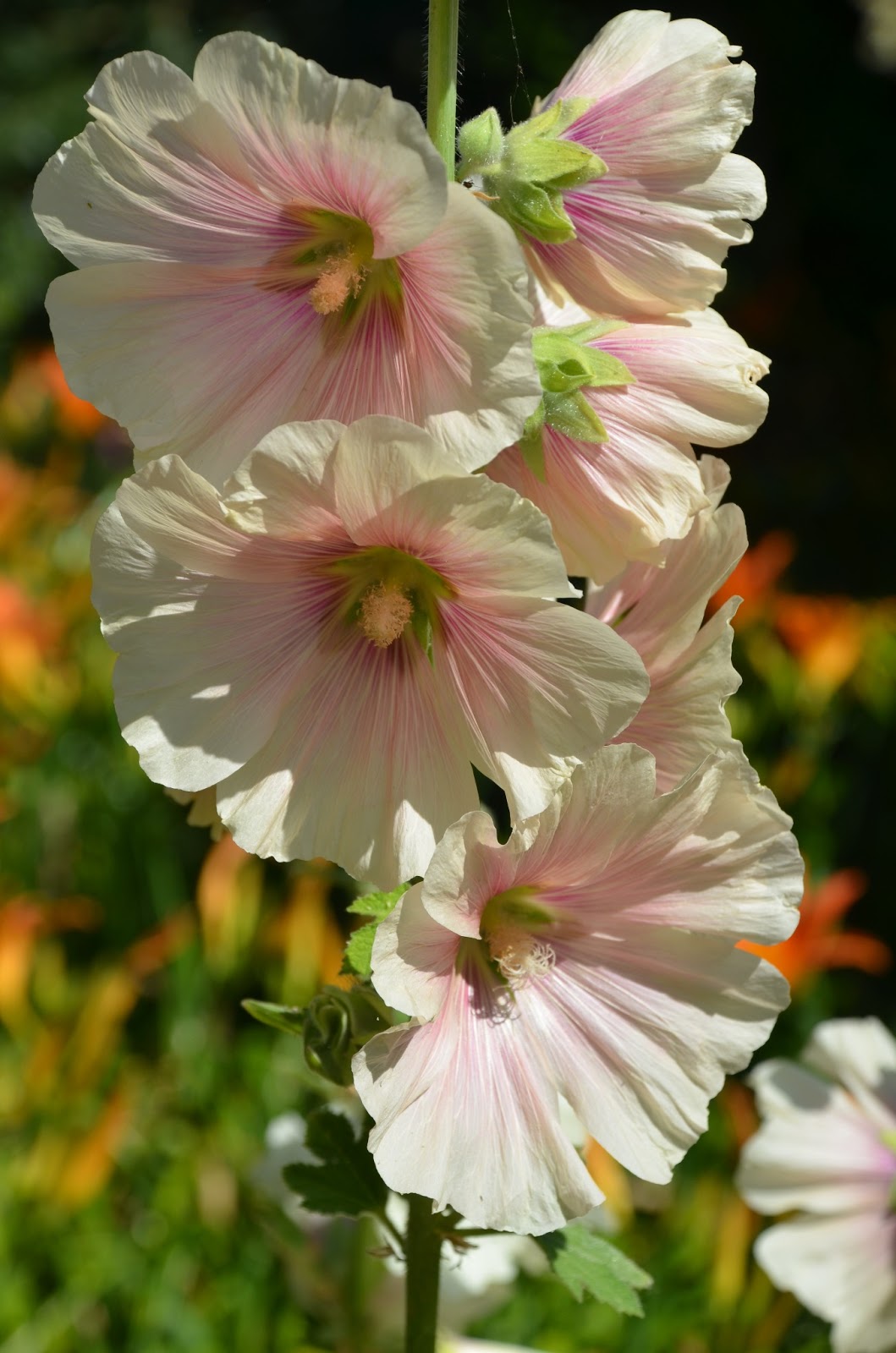HOW TO GROW HOLLYHOCKS FROM SEED The Garden of Eaden