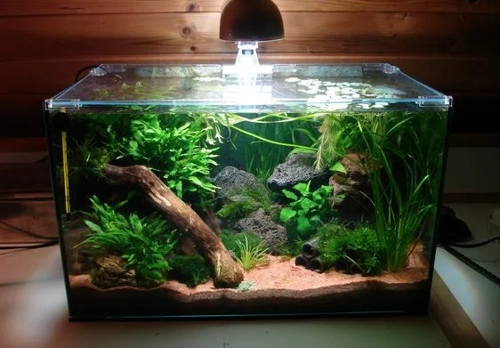 Inspirasi Aquascape Mini