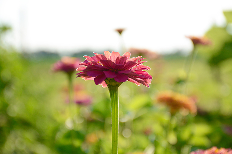 Gardening; Zinnias | My Darling Days Gardening; Zinnias | My Darling Days