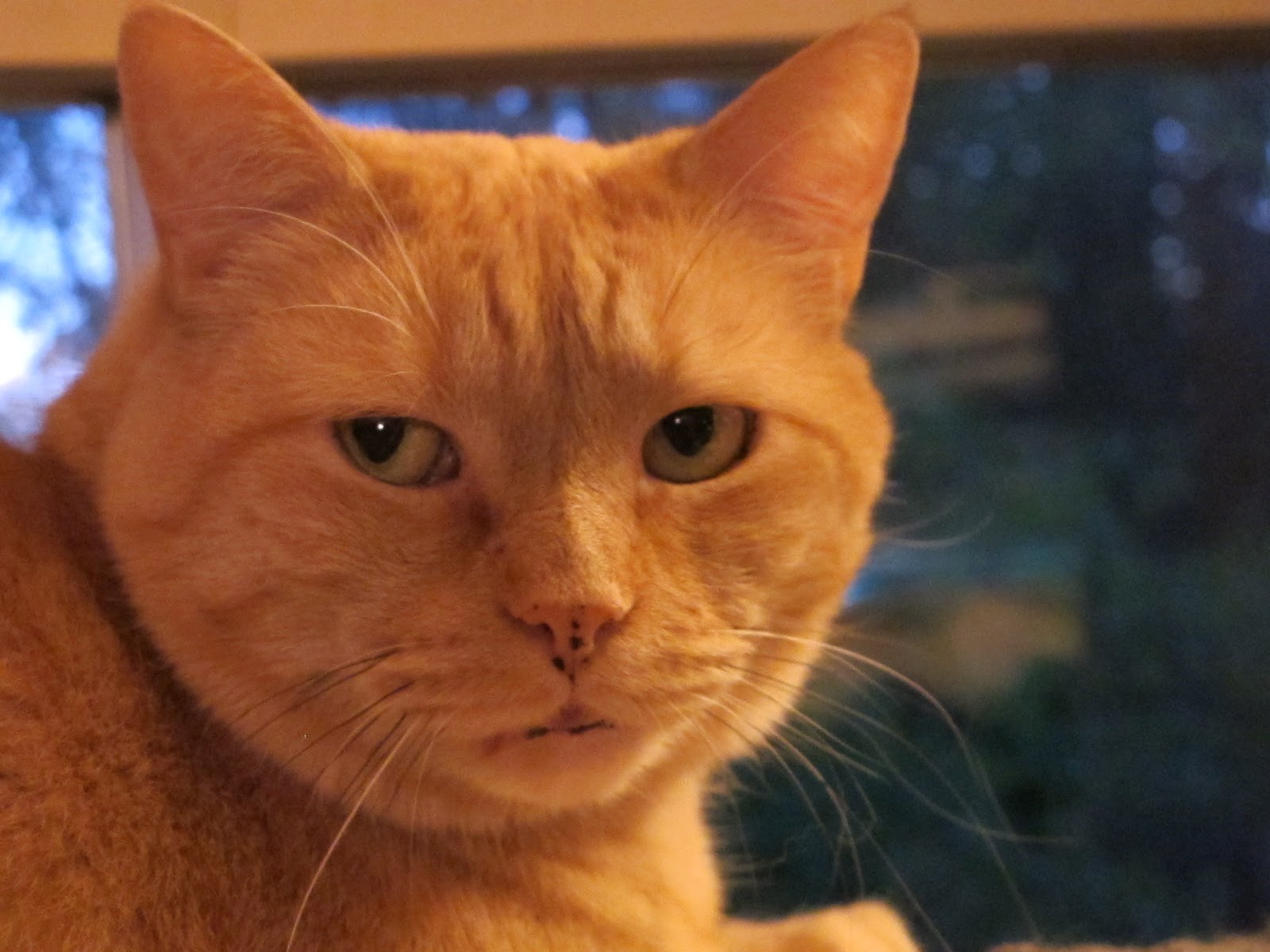 By chance... Farewell, sweet Yellow Cat...