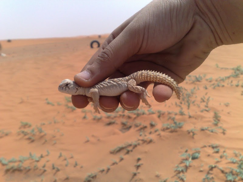 Birds of Saudi Arabia New born Arabian Spinytailed Lizard Record by Mansur AlFahad