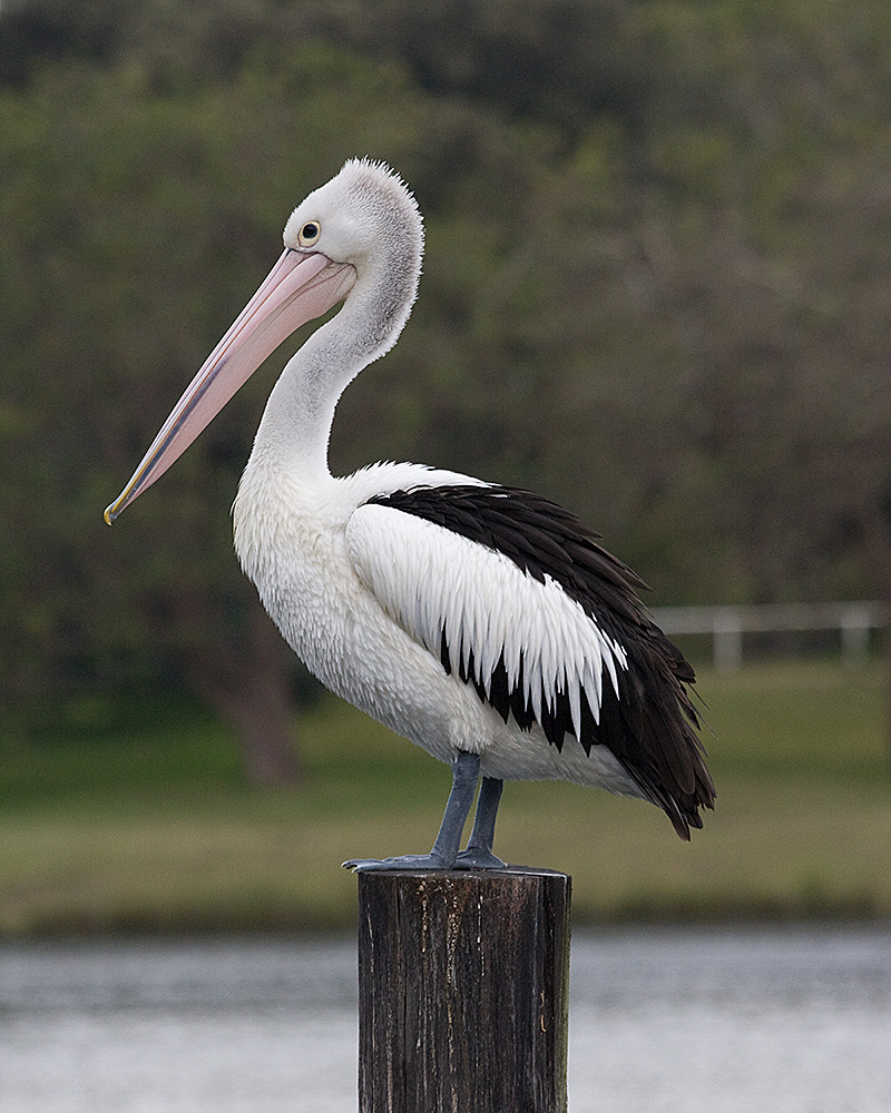 Clancy Tucker's Blog: 15 October 2016 - AUSTRALIAN PELICANS