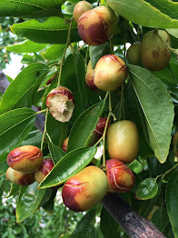 Jujube Fruit on Tree Photo