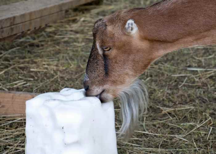 What Do Goats Like to Eat? Homesteading in Ohio