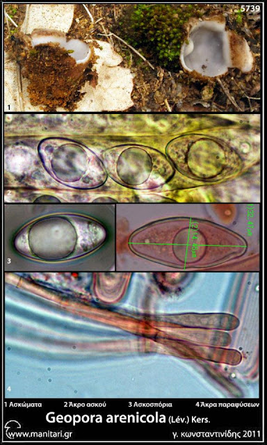 Geopora arenicola (Lév.) Kers.