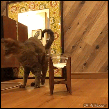 Funny Cat GIF • Cat does not want to eat new treats. “Unacceptable! can you add bonito flakes on top, please?” Funny Cat GIF • Cat does not want to eat new treats. “Unacceptable! can you add bonito flakes on top, please?”