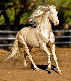 Caballo Akhal-Teke