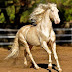 Akhal-Teke, la raza de caballos más hermosa del mundo