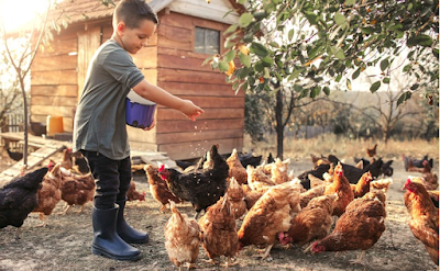 Complete Backyard Poultry Farming Guidelines