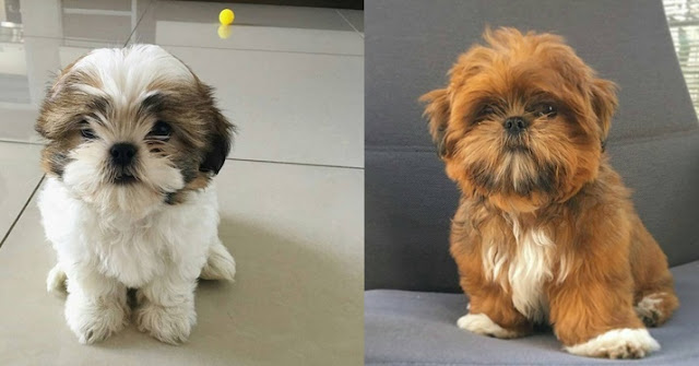 14 motivos para você nunca ter um shih tzu